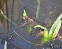 11 Die Laichzeit am Edertal-Teich eroeffnen die Grasfroesche